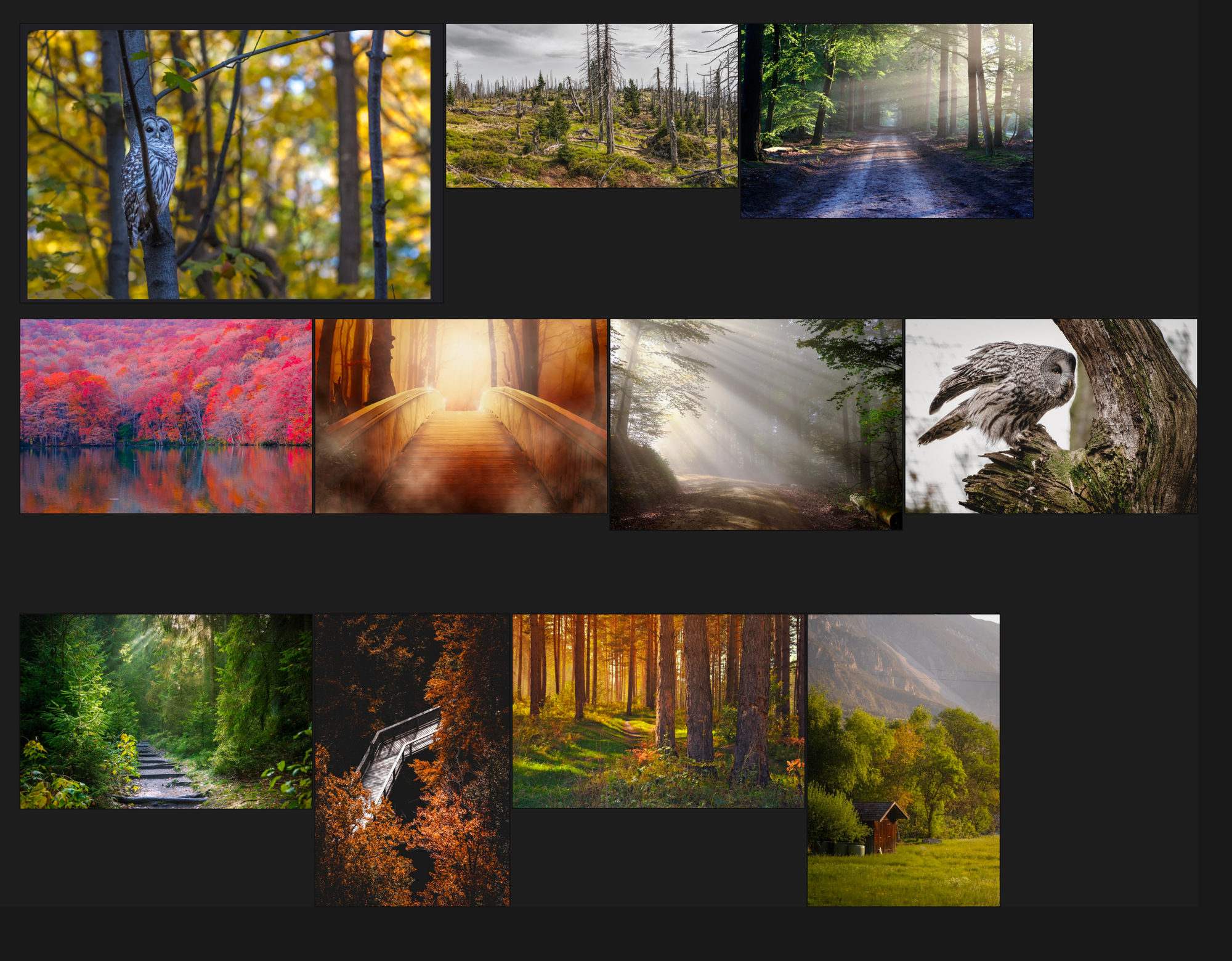 A collage of Appalachian scenery, including trees, mountains, and owls.