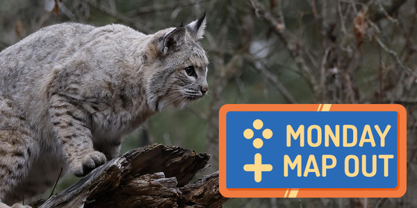 A bobcat sitting on a broken log.